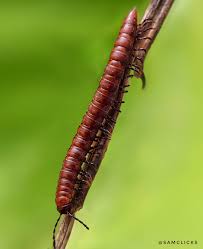 Attēlu rezultāti vaicājumam “Myriapoda”