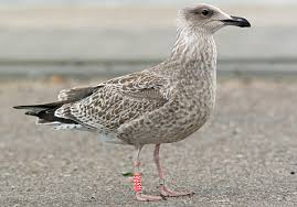 Image result for Larus cachinnans