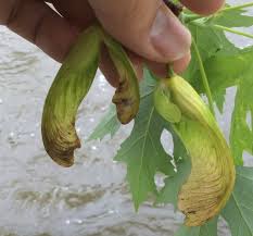 Attēlu rezultāti vaicājumam “Acer saccharinum fruit”
