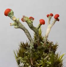 Attēlu rezultāti vaicājumam “Cladonia floerkeana”