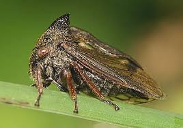 Attēlu rezultāti vaicājumam “Centrotus cornutus”