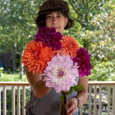 Image result for Dahlia x pinnata `Decorative Giants`