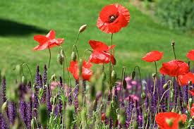 Image result for Papaver rhoeas