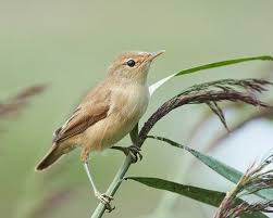 Image result for Cettia cetti