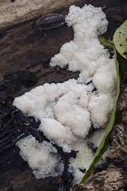 Attēlu rezultāti vaicājumam “Brefeldia maxima”