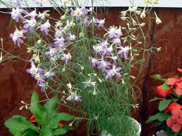 Image result for Consolida ajacis oder Consolida regalis