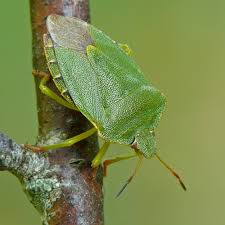 Attēlu rezultāti vaicājumam “Palomena prasina”