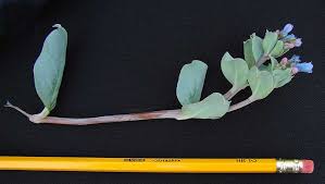 Attēlu rezultāti vaicājumam “Anthyllis maritima leaf”