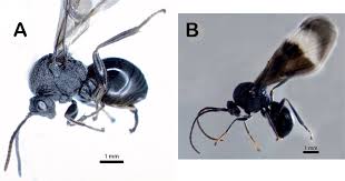 Attēlu rezultāti vaicājumam “Cynipidae”