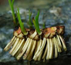 Image result for Acorus calamus