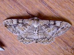 Attēlu rezultāti vaicājumam “Alcis repandata”