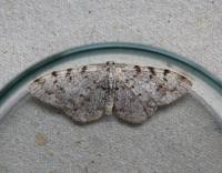 Attēlu rezultāti vaicājumam “Aethalura punctulata”