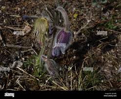 Attēlu rezultāti vaicājumam “Pulsatilla pratensis bud”