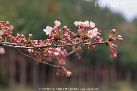 Attēlu rezultāti vaicājumam “Cerasus bud”