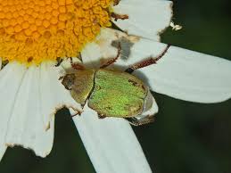 Attēlu rezultāti vaicājumam “Hoplia graminicola”