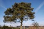 <b>PINUS SYLVESTRIS</b>