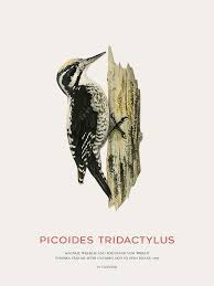 Attēlu rezultāti vaicājumam “Picoides tridactylus”