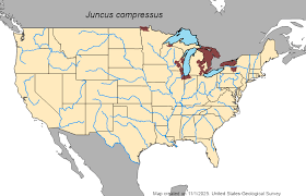 Attēlu rezultāti vaicājumam “Juncus gerardii fruit”