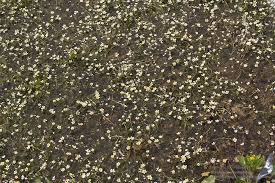 Attēlu rezultāti vaicājumam “Batrachium”