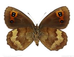 Attēlu rezultāti vaicājumam “Erebia aethiops upperside”