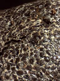 Attēlu rezultāti vaicājumam “Enteridium olivaceum”