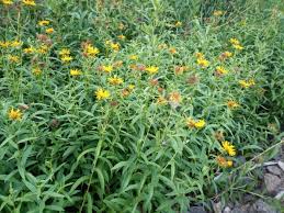 Attēlu rezultāti vaicājumam “Inula salicina flower”