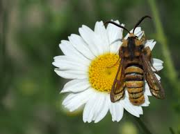 Attēlu rezultāti vaicājumam “Sesia apiformis”