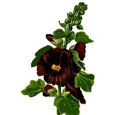 Image result for Alcea rosea nigra