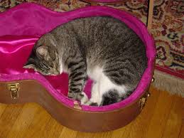 Image result for Cat sleeping in guitar