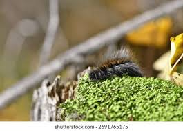 Attēlu rezultāti vaicājumam “Macrothylacia rubi larva”