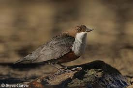 Attēlu rezultāti vaicājumam “Cinclus cinclus adult”