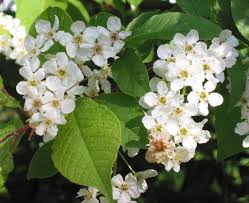 Attēlu rezultāti vaicājumam “Prunus padus var. roseiflora”