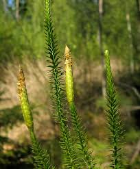 Attēlu rezultāti vaicājumam “Lycopodium dubium”