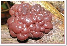 Attēlu rezultāti vaicājumam “Ascotremella faginea”