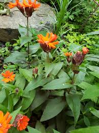 Attēlu rezultāti vaicājumam “Silene x arkwrightii Vesuvius”