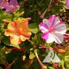 Image result for Mirabilis jalapa