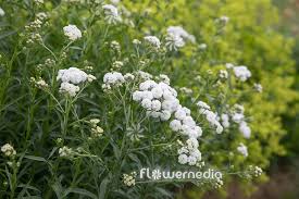 Attēlu rezultāti vaicājumam “Achillea ptarmica leaf”