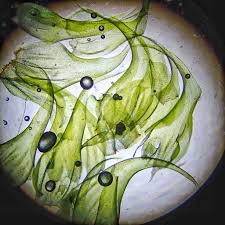 Attēlu rezultāti vaicājumam “Rhytidiadelphus”