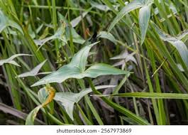 Attēlu rezultāti vaicājumam “Sagittaria sagittifolia”