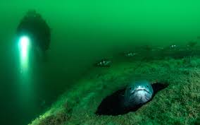 Image result for Manta Divers Sub-Aqua Club