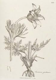 Attēlu rezultāti vaicājumam “Pulsatilla pratensis flower”