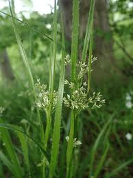 Attēlu rezultāti vaicājumam “Luzula luzuloides leaf”