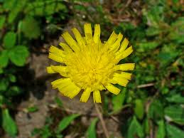 Image result for Hieracium pilosella