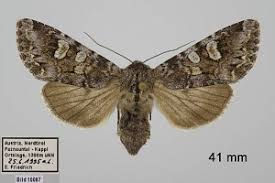 Attēlu rezultāti vaicājumam “Papestra biren”