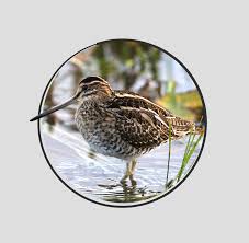 Image result for Gallinago gallinago