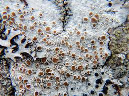 Attēlu rezultāti vaicājumam “Lecanora allophana”