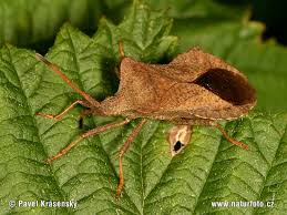 Attēlu rezultāti vaicājumam “Coreus marginatus”