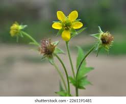 Image result for Geum urbanum