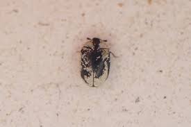 Attēlu rezultāti vaicājumam “Anthrenus scrophulariae”