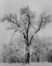 Image result for Ansel Adams Aspens New Mexico
